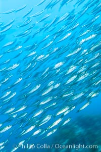 Jack mackerel schooling.  Summer, Trachurus symmetricus, Guadalupe Island (Isla Guadalupe)