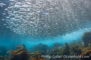 Jack mackerel schooling.  Summer, Trachurus symmetricus, Guadalupe Island (Isla Guadalupe)