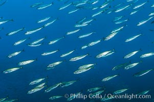 Jack mackerel schooling.  Summer, Trachurus symmetricus, Guadalupe Island (Isla Guadalupe)