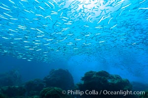 Jack mackerel schooling.  Summer, Trachurus symmetricus, Guadalupe Island (Isla Guadalupe)