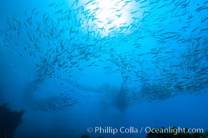 Jack mackerel schooling.  Summer, Trachurus symmetricus, Guadalupe Island (Isla Guadalupe)