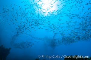 Jack mackerel schooling.  Summer, Trachurus symmetricus, Guadalupe Island (Isla Guadalupe)