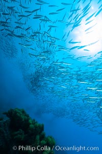 Jack mackerel schooling.  Summer, Trachurus symmetricus, Guadalupe Island (Isla Guadalupe)