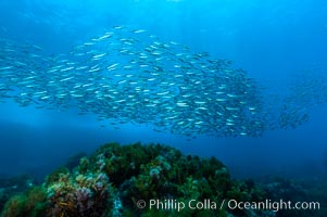 Jack mackerel schooling.  Summer, Trachurus symmetricus, Guadalupe Island (Isla Guadalupe)