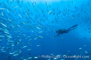 Jack mackerel schooling around a diver.  Summer, Trachurus symmetricus, Guadalupe Island (Isla Guadalupe)
