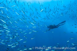 Jack mackerel schooling around a diver.  Summer, Trachurus symmetricus, Guadalupe Island (Isla Guadalupe)