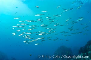 Jack mackerel schooling.  Summer, Trachurus symmetricus, Guadalupe Island (Isla Guadalupe)