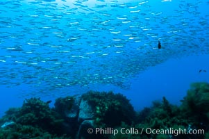 Jack mackerel schooling.  Summer, Trachurus symmetricus, Guadalupe Island (Isla Guadalupe)