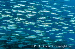 Jack mackerel schooling.  Summer, Trachurus symmetricus, Guadalupe Island (Isla Guadalupe)