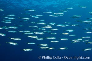 Jack mackerel schooling.  Summer, Trachurus symmetricus, Guadalupe Island (Isla Guadalupe)