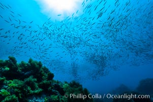 Jack mackerel schooling.  Summer, Trachurus symmetricus, Guadalupe Island (Isla Guadalupe)