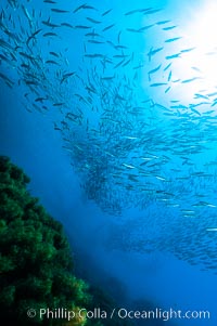 Jack mackerel schooling.  Summer, Trachurus symmetricus, Guadalupe Island (Isla Guadalupe)