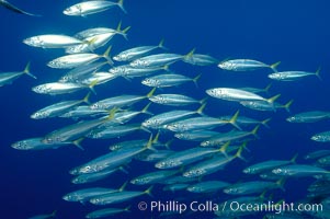 A school of large Pacific jack mackerel, Trachurus symmetricus, Guadalupe Island (Isla Guadalupe)