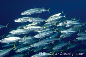 A school of large Pacific jack mackerel, Trachurus symmetricus, Guadalupe Island (Isla Guadalupe)