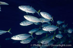 A school of large Pacific jack mackerel, Trachurus symmetricus, Guadalupe Island (Isla Guadalupe)