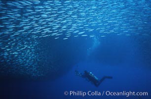 Jack mackerel schooling around diver, Trachurus symmetricus, Guadalupe Island (Isla Guadalupe)