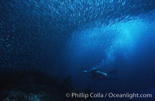 Jack mackerel schooling around diver, Trachurus symmetricus, Guadalupe Island (Isla Guadalupe)