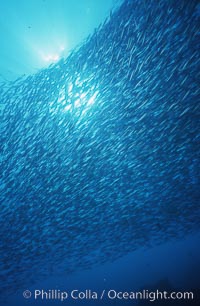 Jack mackerel school, Trachurus symmetricus, Guadalupe Island (Isla Guadalupe)