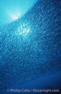 Jack mackerel school, Trachurus symmetricus, Guadalupe Island (Isla Guadalupe)