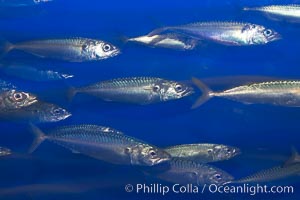 Pacific mackerel.  Long exposure shows motion as blur.  Mackerel are some of the fastest fishes in the ocean, with smooth streamlined torpedo-shaped bodies, they can swim hundreds of miles in a year., Scomber japonicus, natural history stock photograph, photo id 14025