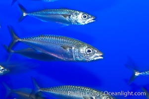 Pacific mackerel.  Long exposure shows motion as blur.  Mackerel are some of the fastest fishes in the ocean, with smooth streamlined torpedo-shaped bodies, they can swim hundreds of miles in a year, Scomber japonicus