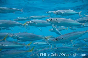 Mackeral, likely chubb mackeral (Scomber japonicus), Scomber japonicus, Guadalupe Island (Isla Guadalupe)