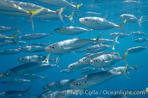 Mackeral, likely chubb mackeral (Scomber japonicus), Scomber japonicus, Guadalupe Island (Isla Guadalupe)