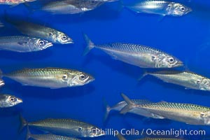 Pacific mackerel.  Long exposure shows motion as blur.  Mackerel are some of the fastest fishes in the ocean, with smooth streamlined torpedo-shaped bodies, they can swim hundreds of miles in a year, Scomber japonicus