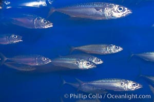 Pacific mackerel.  Long exposure shows motion as blur.  Mackerel are some of the fastest fishes in the ocean, with smooth streamlined torpedo-shaped bodies, they can swim hundreds of miles in a year, Scomber japonicus