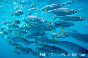 Mackeral, likely chubb mackeral (Scomber japonicus), Scomber japonicus, Guadalupe Island (Isla Guadalupe)