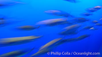Pacific mackerel, long exposure show motion as a blur. Scomber japonicus.