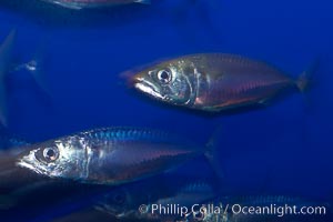Pacific mackerel, long exposure show motion as a blur.  Mackerel are some of the fastest fishes in the ocean, with smooth streamlined torpedo-shaped bodies, they can swim hundreds of miles in a year, Scomber japonicus