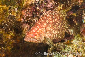 Pacific mutton hamlet, Sea of Cortez, Baja California, Mexico, Alphestes immaculatus