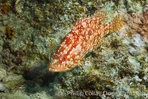 Pacific mutton hamlet, Sea of Cortez, Baja California, Mexico, Alphestes immaculatus