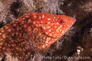 Pacific Mutton Hamlet, Alphestes immaculatus, in black coral, Sea of Cortez, Antipatharia, Isla San Diego, Baja California, Mexico