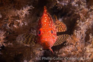 Pacific Mutton Hamlet, Alphestes immaculatus, in black coral, Sea of Cortez, Antipatharia, Isla San Diego, Baja California, Mexico