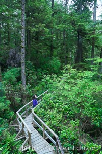 Hiker admires the temperate rainforest along the Rainforest Trail in Pacific Rim NP, one of the best places along the Pacific Coast to experience an old-growth rain forest, complete with western hemlock, red cedar and amabilis fir trees. Moss gardens hang from tree crevices, forming a base for many ferns and conifer seedlings, Pacific Rim National Park, British Columbia, Canada