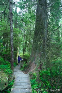 Hiker admires the temperate rainforest along the Rainforest Trail in Pacific Rim NP, one of the best places along the Pacific Coast to experience an old-growth rain forest, complete with western hemlock, red cedar and amabilis fir trees. Moss gardens hang from tree crevices, forming a base for many ferns and conifer seedlings, Pacific Rim National Park, British Columbia, Canada