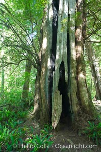 An enormous red cedar tree has been hit by lightning and burn through its core all the way to the ground, and still survives!  The Big Tree Trail on Meares Island, temperate rainforest home to huge red cedar and spruce trees, Meares Island Big Trees Trail, Tofino, British Columbia, Canada