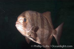 Pacific spadefish, Chaetodipterus zonatus