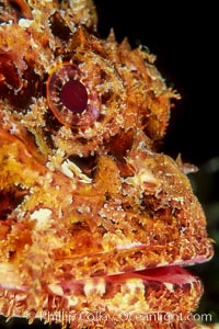 Stone scorpionfish, Scorpaena mystes, Wolf Island