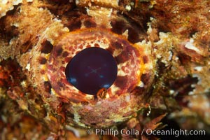 Stone scorpionfish eye. Wolf Island, Galapagos Islands, Ecuador, Scorpaena mystes, natural history stock photograph, photo id 02569