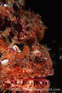 Stone scorpionfish eye, Scorpaena mystes, Wolf Island