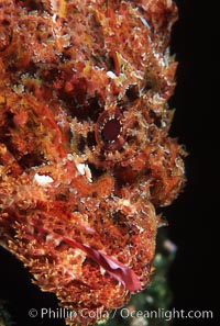 Stone scorpionfish eye, Scorpaena mystes, Wolf Island