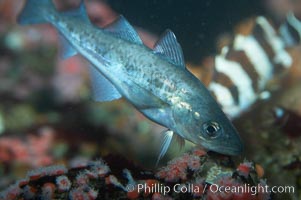 Pacific tomcod, Microgadus proximus