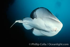 Pacific torpedo ray, Farnsworth Banks.