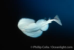 Pacific torpedo ray, Farnsworth Banks, Tetronarce californica, Torpedo californica, Catalina Island