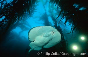 Pacific torpedo ray in kelp forest, filming lights, Macrocystis pyrifera, Tetronarce californica, Torpedo californica, Santa Rosa Island