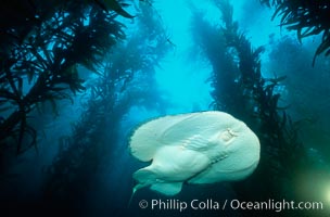 Pacific torpedo ray in kelp, Macrocystis pyrifera, Tetronarce californica, Torpedo californica, Santa Rosa Island