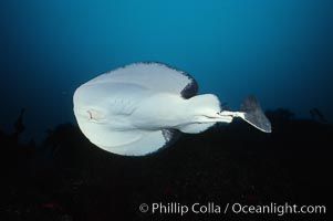 Pacific torpedo ray, Farnsworth Banks, Catalina, Tetronarce californica, Torpedo californica, Catalina Island